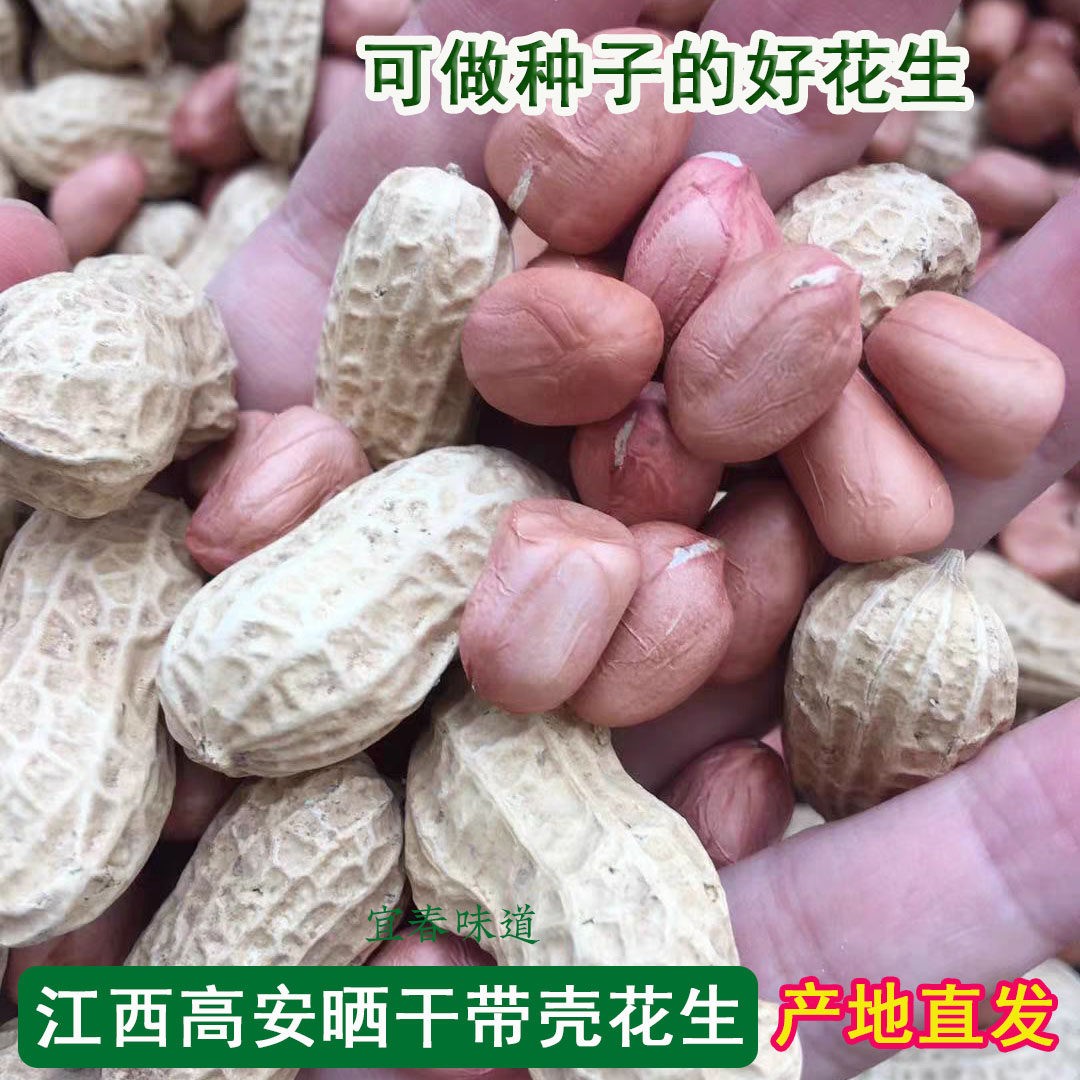带壳花生新货农家种植红皮花生新花生米晒干花生种子薄壳江西高安