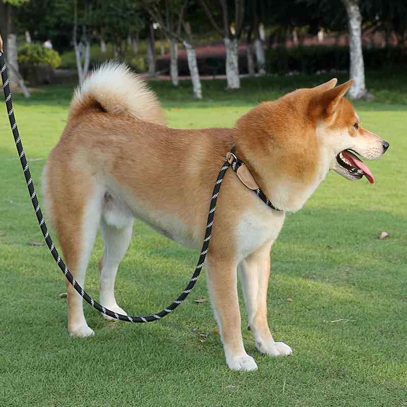 宠物狗狗牵引绳中大型犬通用安全扣狗链项圈遛狗P链防丢绳子