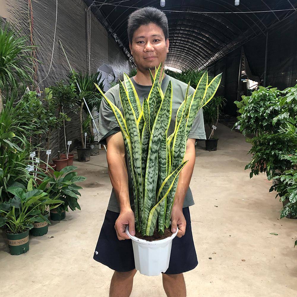 银脉虎皮兰盆栽花卉多肉水培植物绿植室内吸办公室四季常青虎尾兰