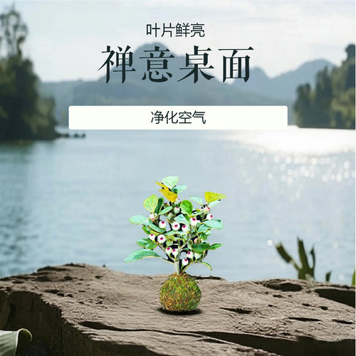 小盼菩提树苔藓球带果子室内可水培智慧小果树禅意桌面盆栽绿植物