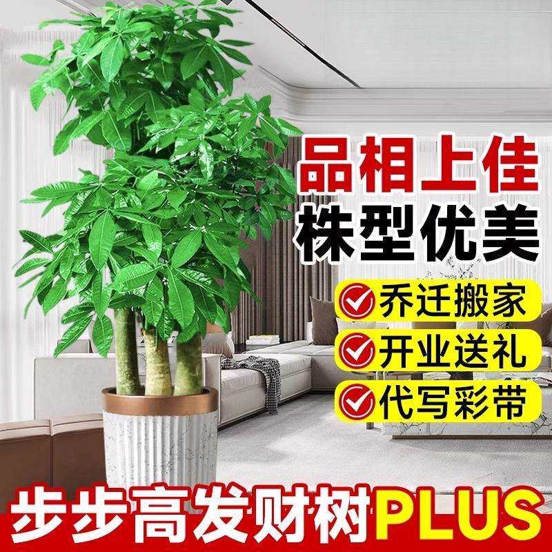 步步高发财树客厅盆栽大三杆原生大型绿植乔迁新居办公室开业送礼