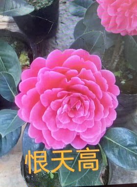 大理茶花基地直播