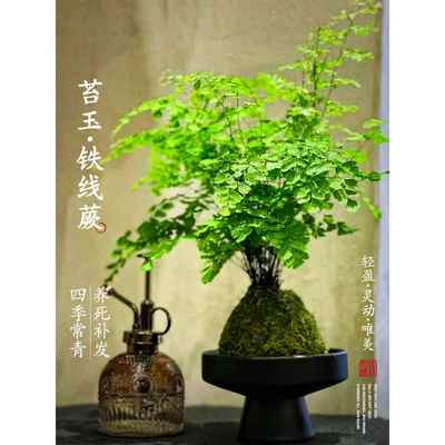 铁线蕨苔藓球大颗铁线蕨盆栽吸水盆水培迷雾森林办公室室内绿植物