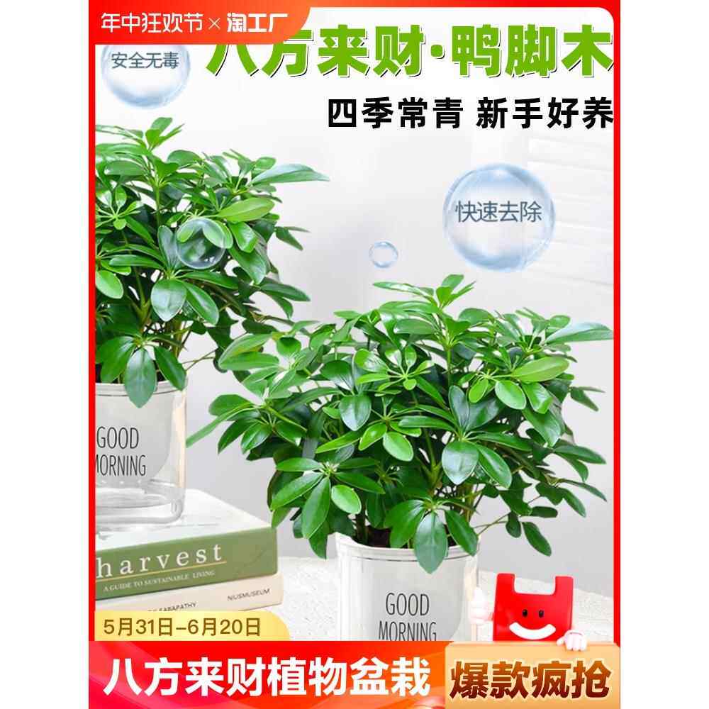 八方来财植物盆栽水培鸭脚木四季常青发财树大型办公室内绿植甲醛
