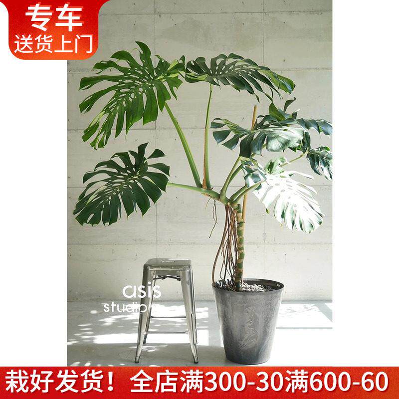 大型龟背竹盆栽老桩 吸甲醛净化空气植物室内客厅卧室办公室绿植