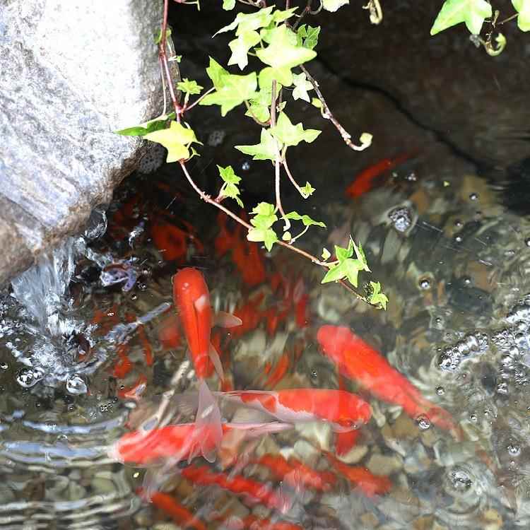 D新64240995中式庭院流水摆入户件花园景观装饰鱼缸阳台鱼池山造