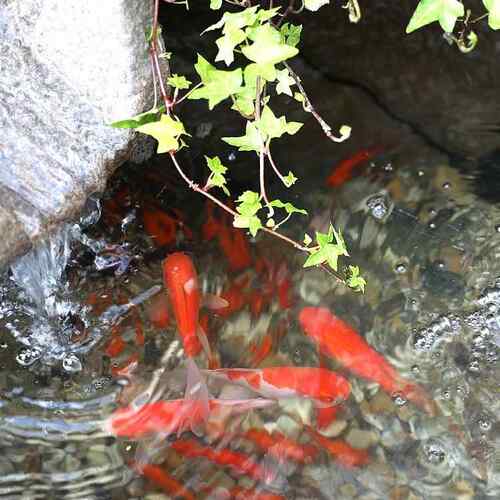 新中式院流水摆入件户花园景观池装饰鱼庭缸阳台鱼64240995假山造