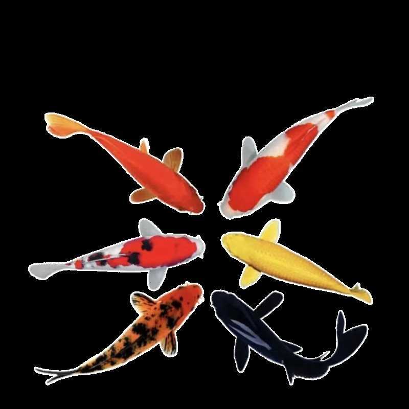 红白三色种观赏锦鲤活鱼大型高档冷水淡水金鱼易养耐活招财鱼苗