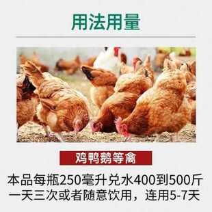 养鸡专用药瘟疫清温立康特养效小鸡疫苗专用鸭子鹅防家禽救命克星
