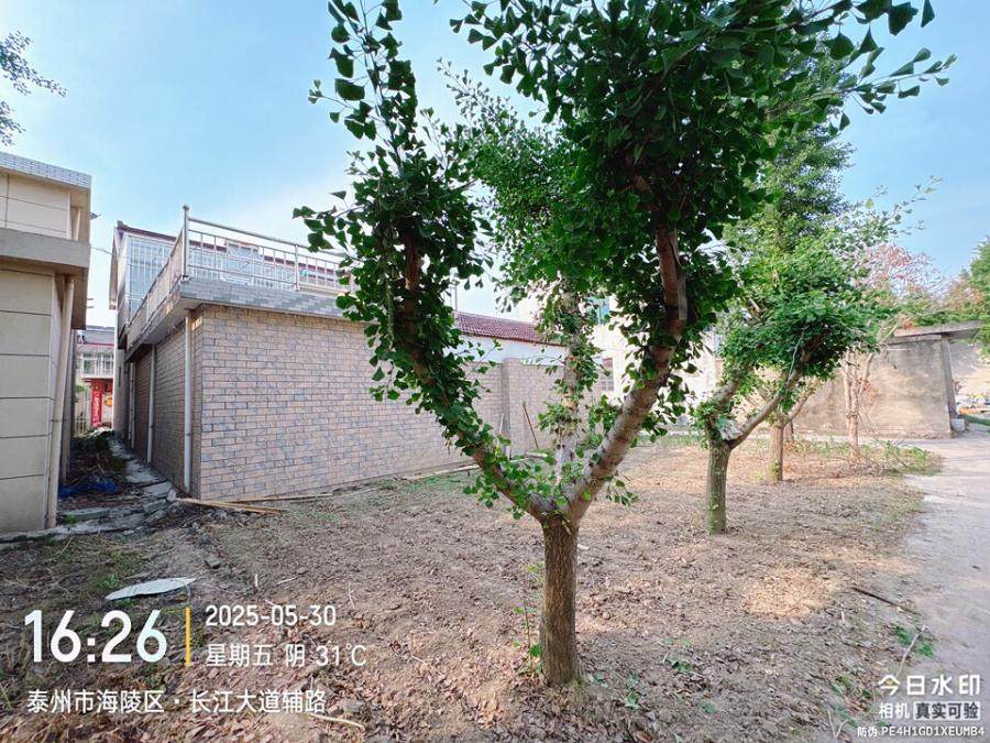 盐宜铁路明珠段买断树木