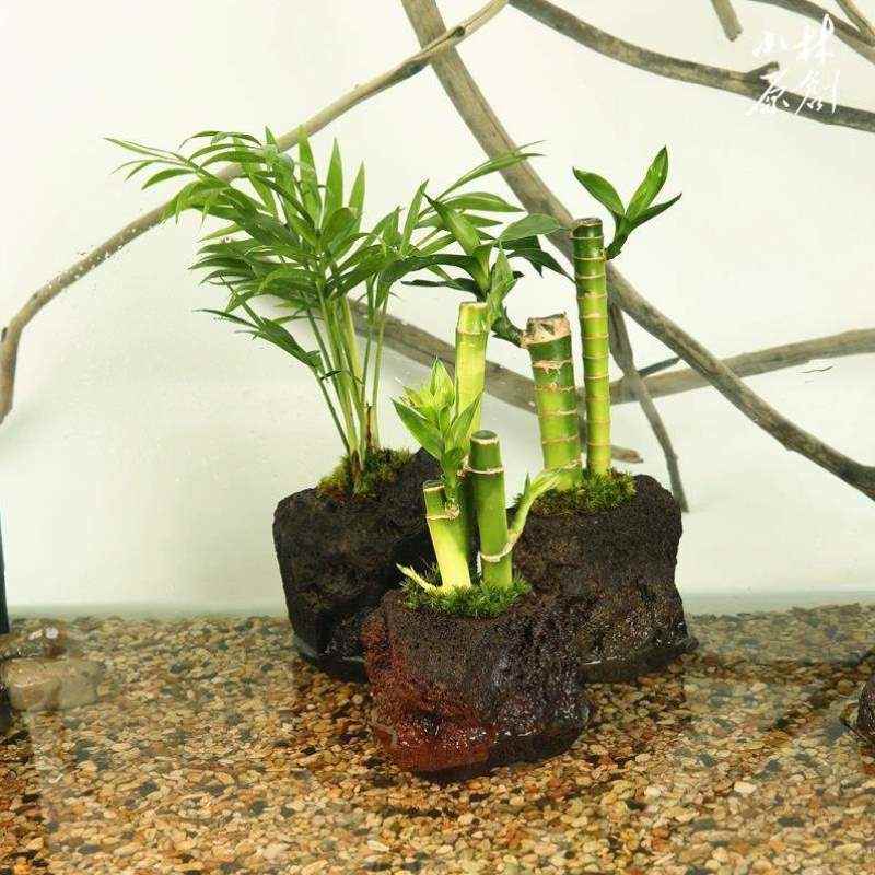 装饰造景植物养龟乌龟沼泽水陆岩植穴缸水培孔富贵竹水培火山石