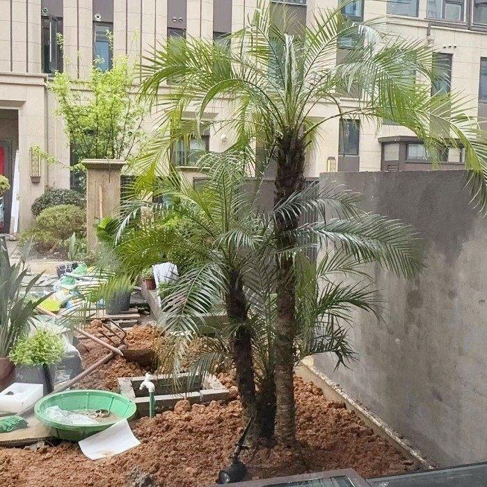 网红美丽针葵植物客厅绿植室外庭院办公室大型盆景针叶棕榈热带树