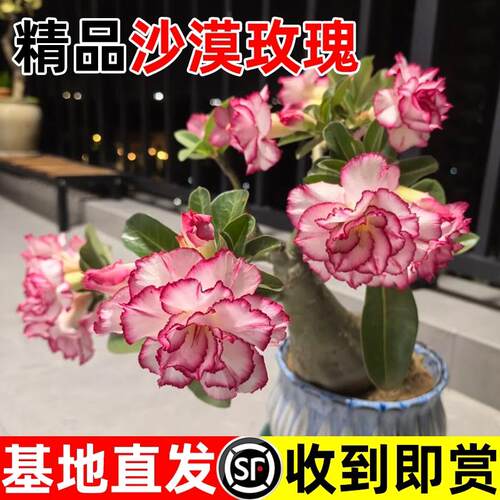 沙漠玫瑰盆栽好养重瓣老桩室内阳台绿植盆栽花卉耐旱易开花植物