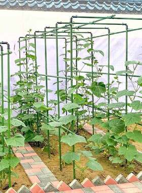 厂家直供20爬藤架葡萄黄瓜种菜架植物支撑杆西瓜豆西角红柿瓜棚架