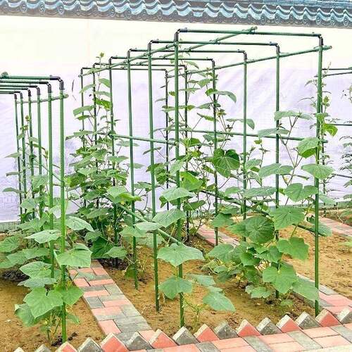 20爬藤架葡萄黄瓜豆角种菜架植物支撑杆西瓜西红柿架瓜棚搭花架