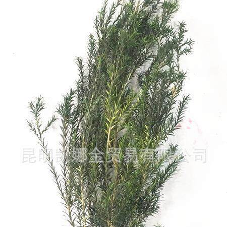 新款直销永生花千层金干花瓶花 绿色叶子 干花花束配花配材