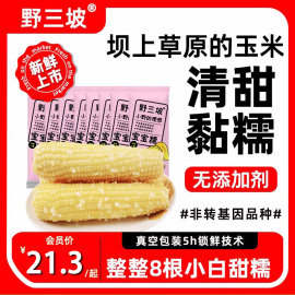 野三坡23年新鲜采摘糯玉米真空粘糯玉米苞米更嫩的宝宝白糯