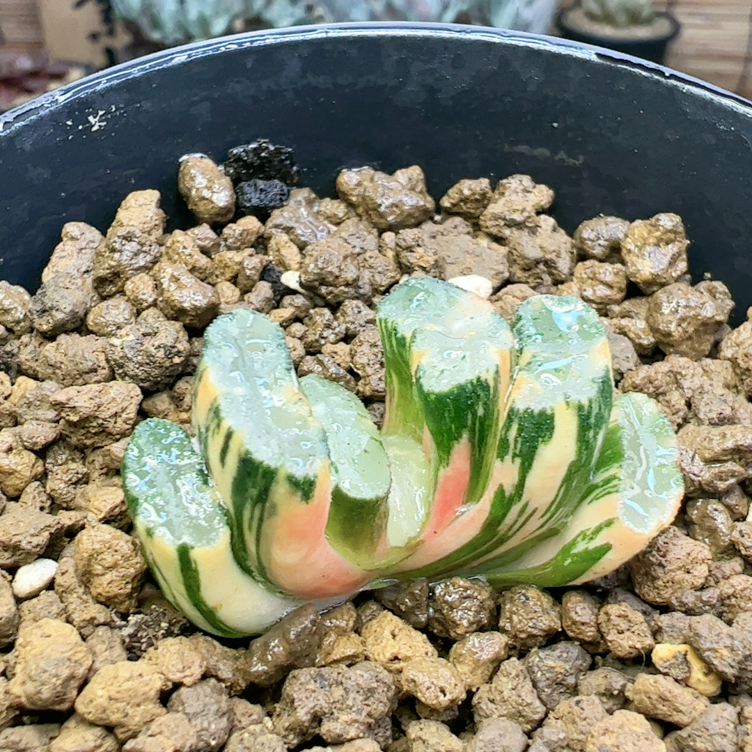 北斋锦 可以晒红