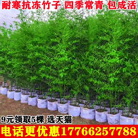 竹子苗庭院四季青植物北方耐寒紫竹苗早园竹罗汉，大型毛竹户外盆栽