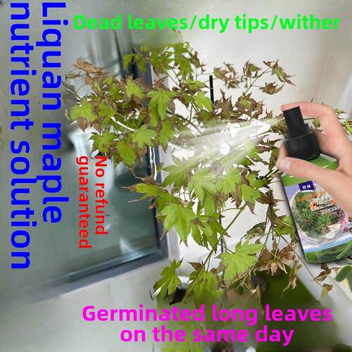 枫钱枫液泉营养液，枫红叶枫盆景盆栽水培土壤栽培植物专用肥营养