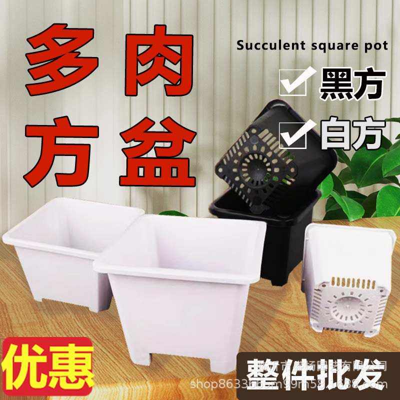 景天盆黑方白方多肉育苗盆基地花盆加厚电商黑色白色方盆批发