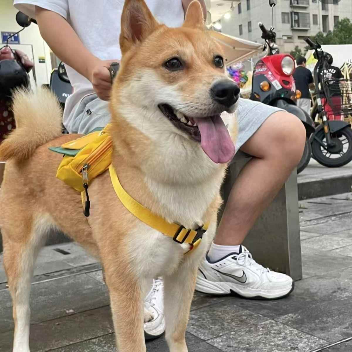 黄狗白面大黄狗广西土猎犬中华田园犬活体狗小狗幼犬赶山狩猎家养
