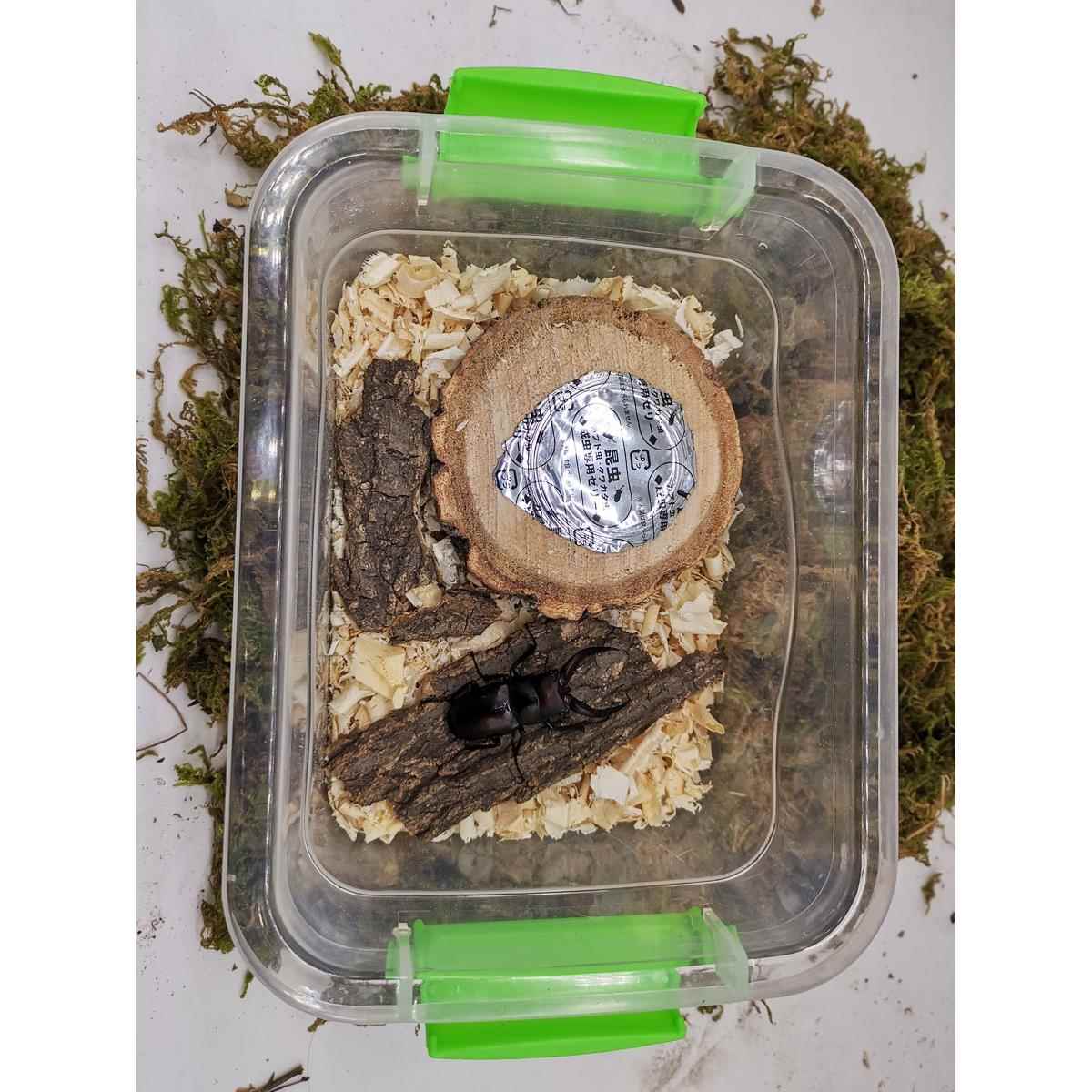 甲虫饲养盒独角仙饲养套餐宠物成虫用品昆虫饲养爬虫锹甲造景箱套