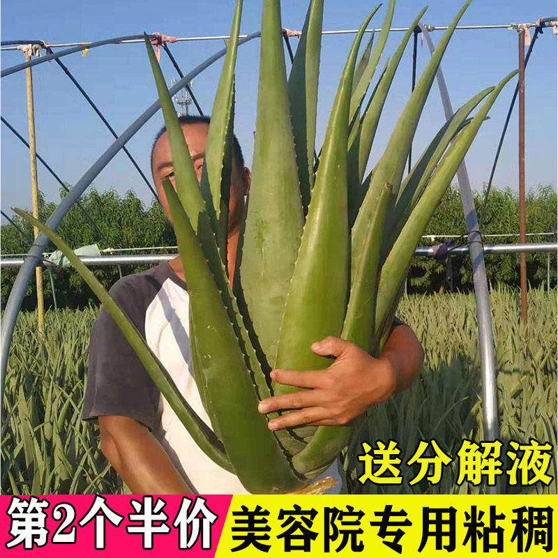 库拉索大芦荟灌肤美容院专用植物新鲜室内盆栽大颗芦荟叶片可敷脸