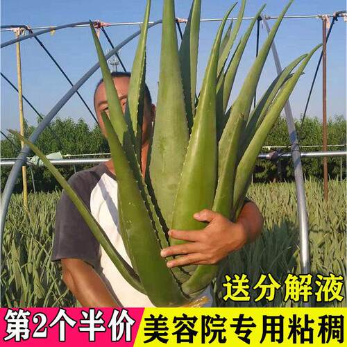库拉索大芦荟灌肤美容院专用植物新鲜室内盆栽大颗芦荟叶片可敷脸