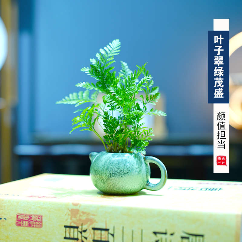 狼尾蕨指尖小盆栽净化空气的室内绿植客厅蕨类植物办公室微型盆景