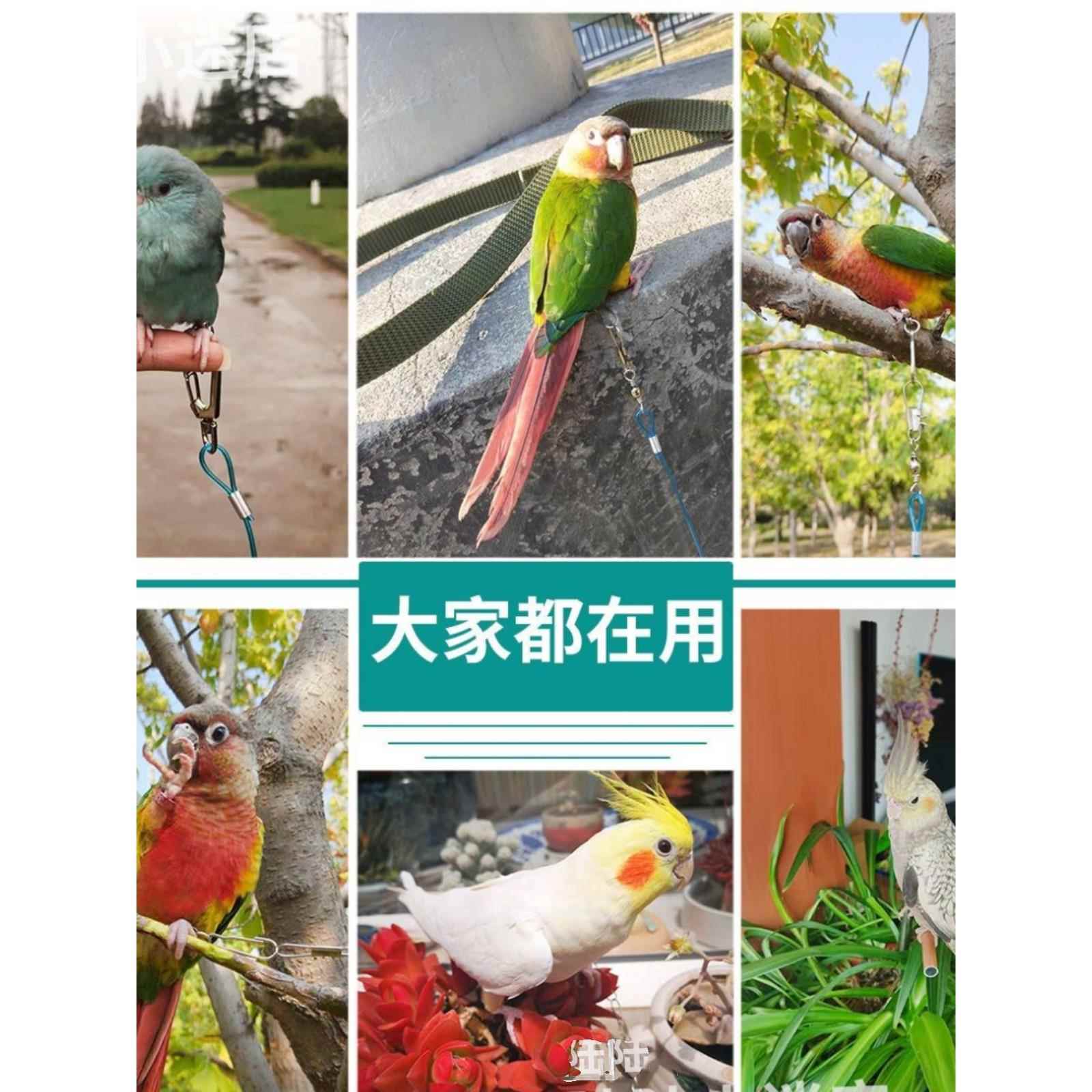 鹦鹉放飞绳脚炼脚环虎皮牡丹玄风八哥飞行绳不锈钢训练鸟炼牵引绳
