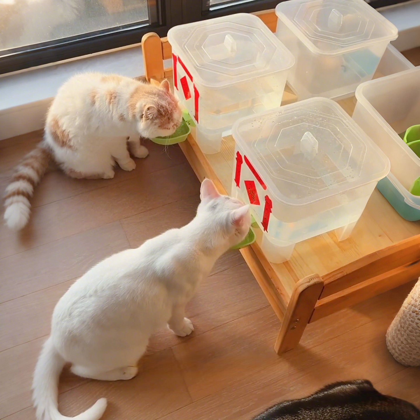 猫咪自动饮水机不插电大容量春节留守宠物喝水桶流动续水增高水壶