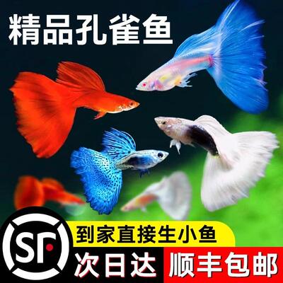 优质孔雀鱼纯种大尾巴观赏鱼活体鱼苗小型热带鱼淡水冷水好养耐活