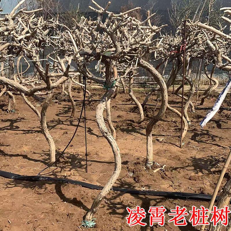 凌霄花爬藤大苗老桩盆景造型盆栽地栽带大土球当年开花庭院耐寒