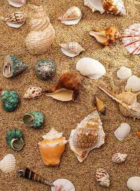 天然贝壳海螺珊瑚鱼缸装饰品拍摄道具工艺品微景观地中海海星摆件