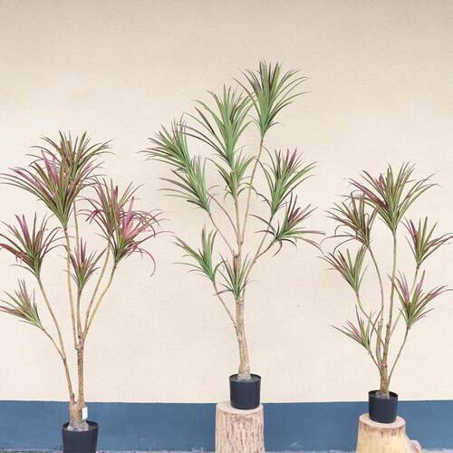 仿真龙血树植物盆栽假绿植摆件仿真铁树庭院景观树真绿植摆件