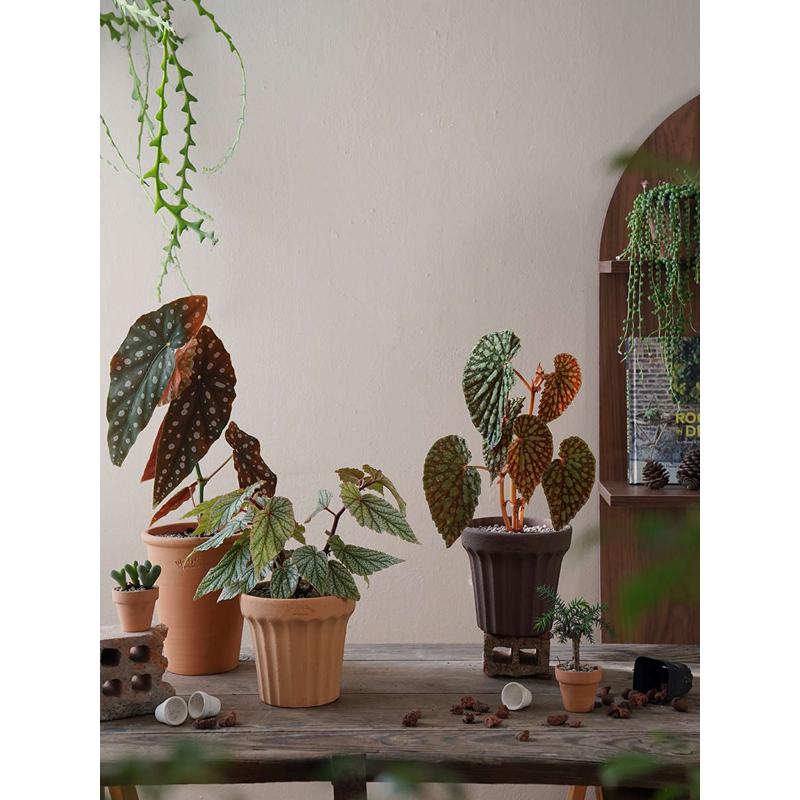 植物私生活 鳟鱼富士山绿泡秋海棠 ins热带阳台观叶新手入门植物