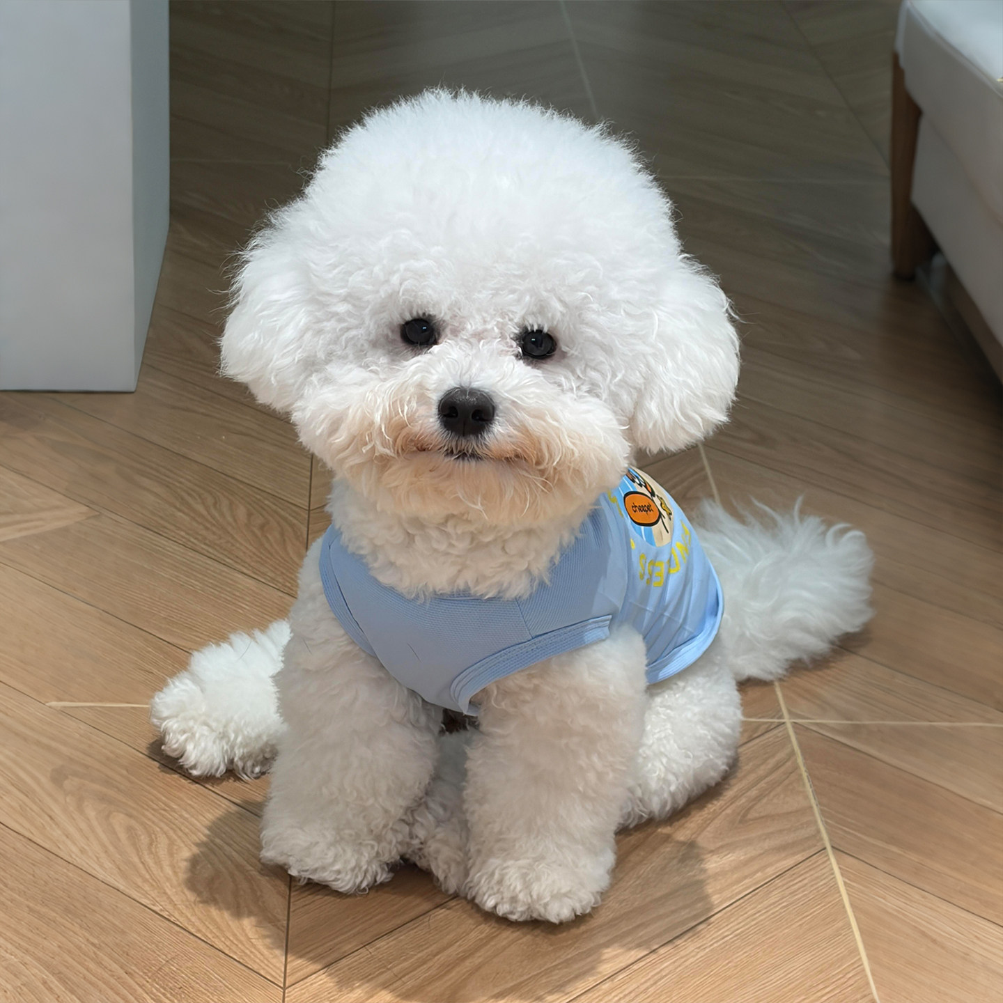 狗狗衣服夏季薄款宠物防晒衣透气降温网眼防掉毛猫咪衣服凉感背心