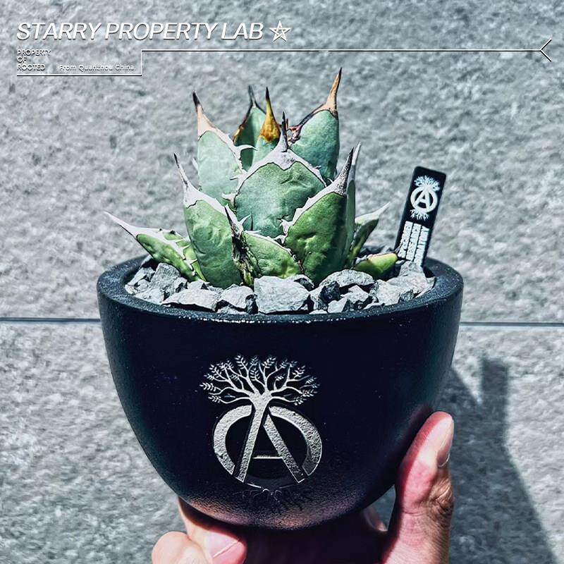 3潮流块根植物龙舌兰龟甲龙块根SRL花盆陶瓷NEIGHBORHOOD藤原浩