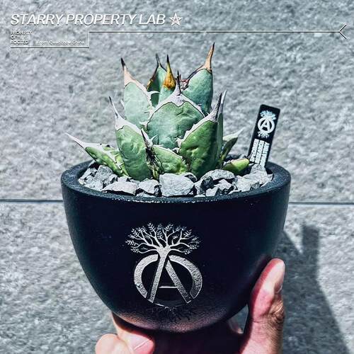 3潮流块根植物龙舌兰龟甲龙块根SRL花盆陶瓷NEIGHBORHOOD藤原浩