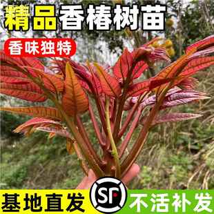 食用椿树苗盆栽地栽香椿树苗南方北方种植树苗 红油香椿苗 四季