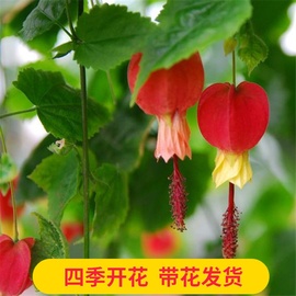 藤本植物灯笼花盆栽蔓性风铃花四季开花爬藤室外庭院好养易活花卉