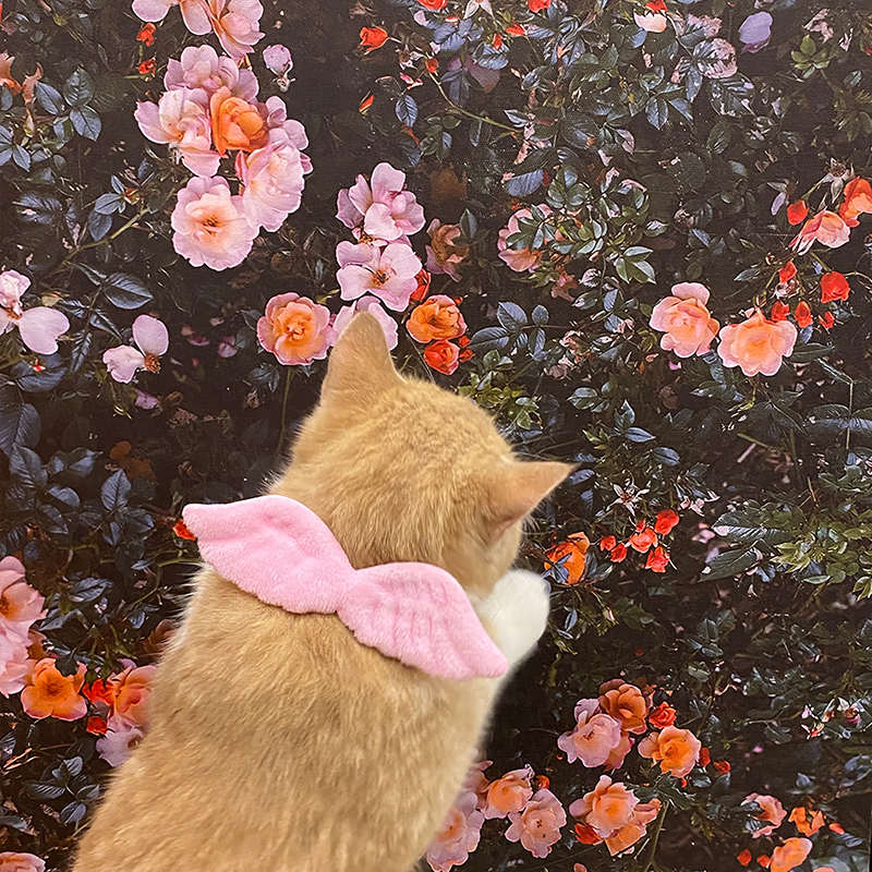 猫管家猫咪专用宠物白色项圈天使翅膀饰品外出狗脖圈蝴蝶领结用品