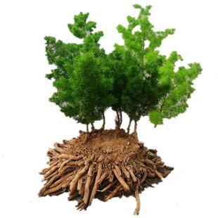 外庭院种植蓬莱松发四季活带净化空气土室内阳台货易成