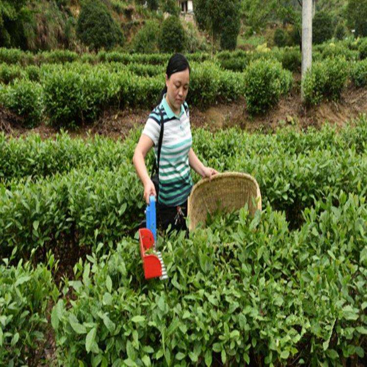全自动电动采茶机小型无刷单人采茶割茶机手拿式充电摘茶采茶机厂