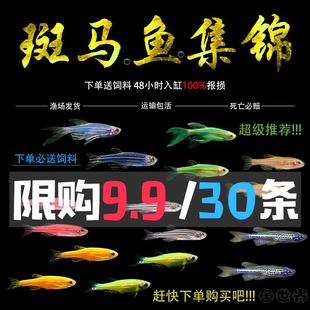 红蓝斑马鱼小型热带观赏鱼草缸灯科鱼冷水鱼翡翠蓝莓斑马包邮活体