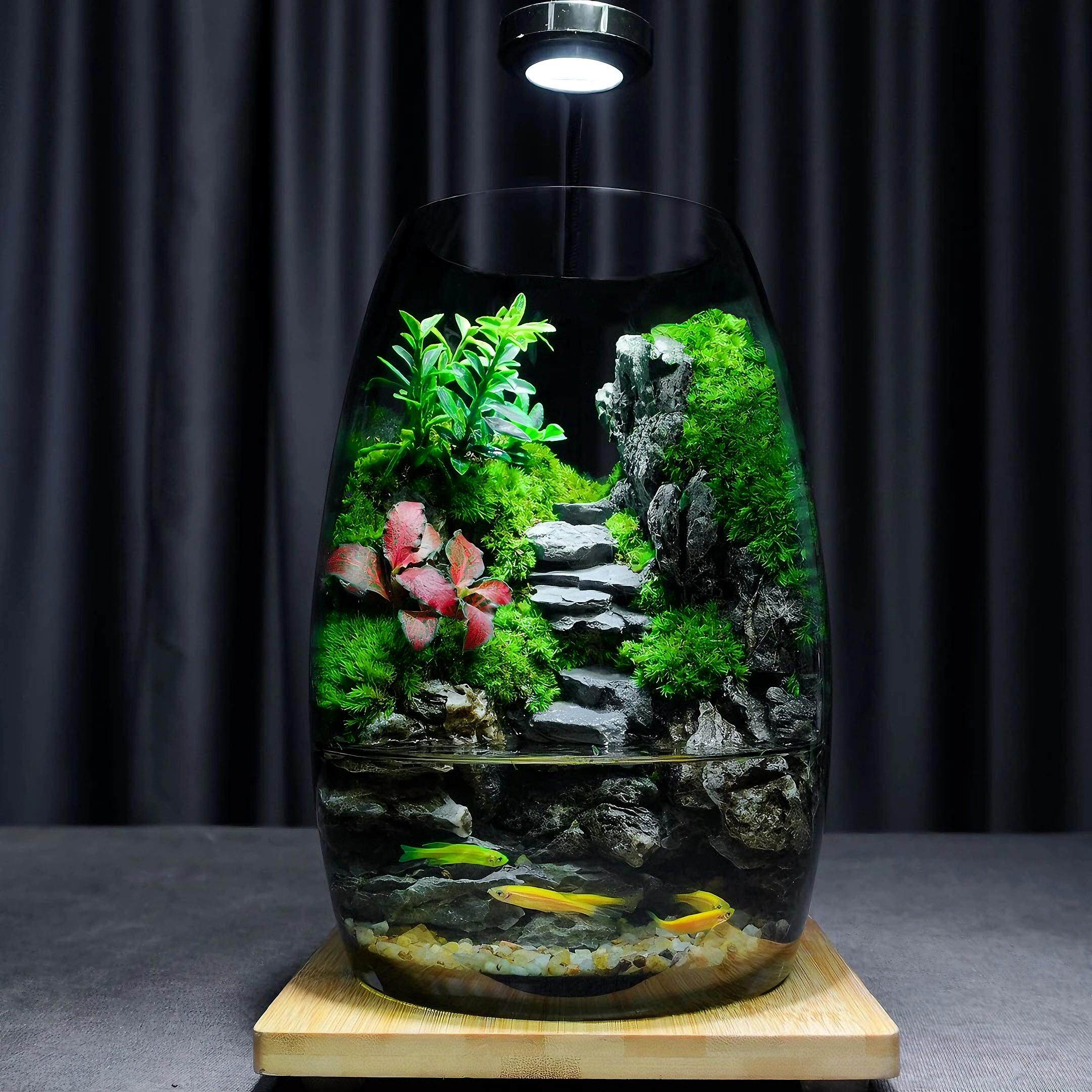 苔藓微景观生态瓶造景植物桌面微缩全套小型青苔森林雨林生态鱼缸