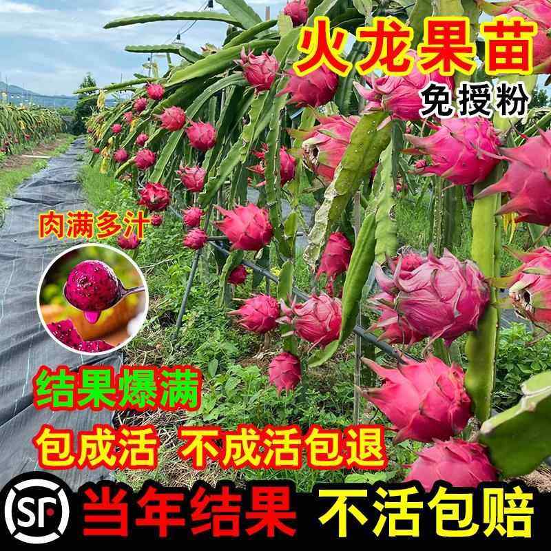 红心火龙果树苗家庭阳台庭院四季百变造型香皂