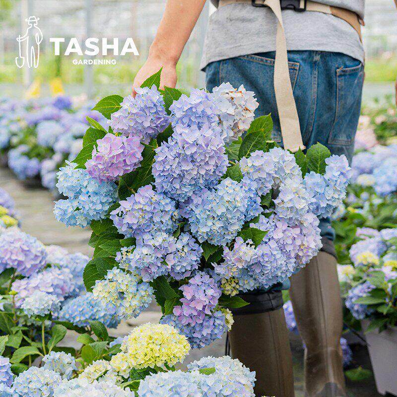 塔莎的花园绣球小苗开 花盆栽庭院阳台室内外无尽夏落跑新娘妖精