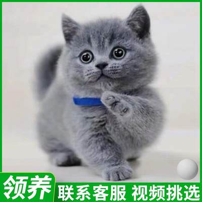 猫咪活物宠物幼猫暹罗布偶英短橘猫幼崽美短小猫蓝猫金银渐层猫猫